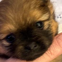 Rum Raisen - Red sable female Pomeranian puppy in Palatka, Florida from Sugarland Pomeranians