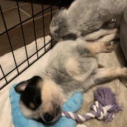 Australian Cattle Dog Puppies from Intermountain Australian Cattle Dogs