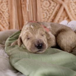 Bernedoodle and Goldendoodle Puppies from Adirondack Poodles Goldendoodles,Bernedoodles & Schnoodles