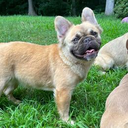 Chelsea - Fawn female French Bulldog puppy in Enfield, Connecticut from AVM Frenchies
