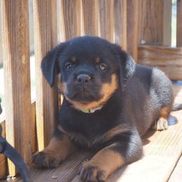 Girl 2 - Black and mahogany female Rottweiler puppy in Cleveland, Texas from Vom Haus Fantasy Rottweiler Kennel