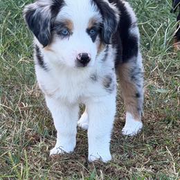 Royal - Blue merle male Miniature Australian Shepherd puppy in Bogata, Texas from Maple Creek Run