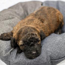 Black collar - Brindle female Poodle puppy in Edmond, Oklahoma from The Redbud Roost