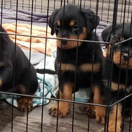 Girl 2 - Black and mahogany Rottweiler puppy in Temple, Texas from Woodhaven Rottweilers