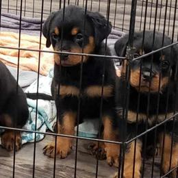 Girl 2 - Black and mahogany Rottweiler puppy in Temple, Texas from Woodhaven Rottweilers