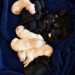 Male 2 - Parti male Goldendoodle puppy in Rainier, Washington from Hanson’s NW Goldens & Doodles