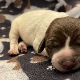 Boy 2 - Wirehaired Pointing Griffon puppy in Ohio from Feather View Farm