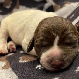Boy 2 - Wirehaired Pointing Griffon puppy in Ohio from Feather View Farm