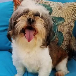 Poodles, Shih Tzus, and Yorkshire Terriers from Regal Shih Tzus and Yorkies