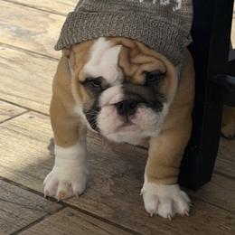 Bulldog and Pug Puppies from Tenpennypups