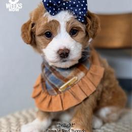 Delight - Red female Bernedoodle puppy in Orange, Texas from Walk with Me Doodles