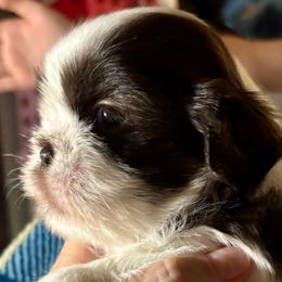 Tiny - Liver and white male Shih Tzu puppy in Skipperville, Alabama from Nay Nay’s Babies