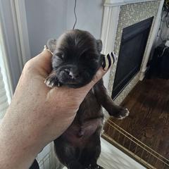 Boy 3 - Mal-Shi puppy in New York from Alana Miller