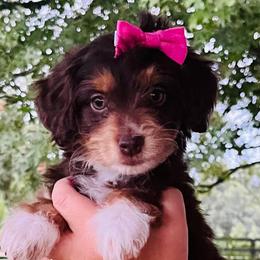 Aussiedoodles and Goldendoodles from Lee Family Puppies