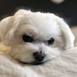 Maltese All Grown Up from Kristy Humphries
