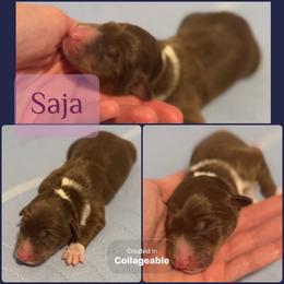 Saja - Tri-color male Border Collie puppy in Decatur, Alabama from Phantom Border Collies