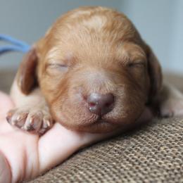 Poodle Puppies from Bruno & Co. Puppies