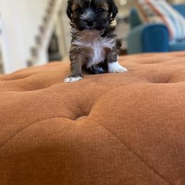 Havanese and Havapoo Puppies from Ladypawspuppies