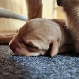 Enid - Yellow female Labrador Retriever puppy in Greenville, Michigan from VK Labradors