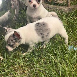 Chihuahua and Pomeranian Puppies from Lil'Fevre Chihuahuas