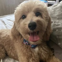 Goldendoodles and Labradoodles from Exotic and Designer Doodles