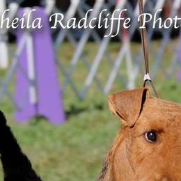 Airedale Terriers and Brussels Griffons from JOVAL Kennel