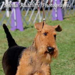 Airedale Terriers and Brussels Griffons from JOVAL Kennel