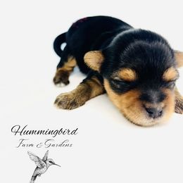 Yorkshire Terrier Puppies from Hummingbird Farm & Gardens