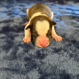 Blaze - Sable female Border Collie puppy in Oroville, California from Coalcyn Kennels