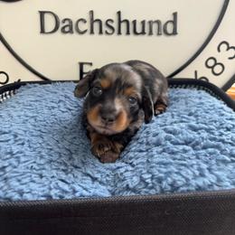 Flynn Rider 5 - Dapple male Dachshund puppy in Scottdale, Pennsylvania from Our Sweet Dachshund Farm
