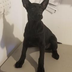 Belgian Malinois Puppies from Top Dogs