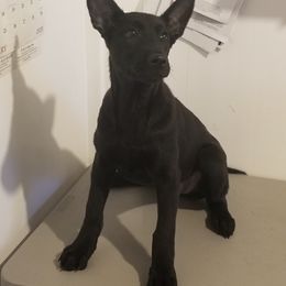 Belgian Malinois Puppies from Top Dogs