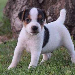 "Calypso" - Jack Russell Terrier puppy from Wendover Terriers