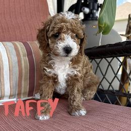 Taffy - Red  female Poodle puppy in Salem, Missouri from Meadowbrook Poodles