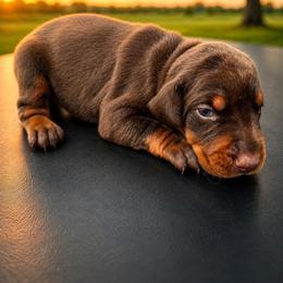 Red boy - Red and rust male Doberman Pinscher puppy in Peru, Indiana from De luxe dobermans