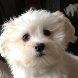 Havanese from Grandview Havanese