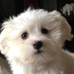 Havanese from Grandview Havanese
