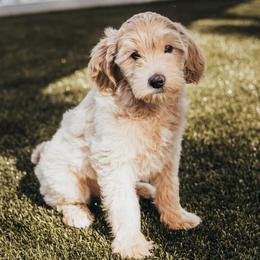Bernedoodle, Goldendoodle, Poodle, and Shihpoo Puppies from Stormie's Doodles
