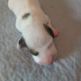 Polka dotted boy - Piebald male Dachshund puppy in Cedar Rapids, Iowa from Paulassillydogs