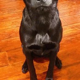 Labrador Retrievers from Tri Star Labradors