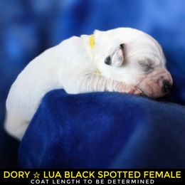 Dory (LUA Black Spotted Longcoat) - White and black female Dalmatian puppy in Salem, Missouri from Paradise Spots Dalmatians