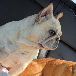 Baby - French Bulldog