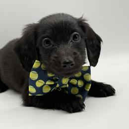 AKC blue boy - Black male Dachshund puppy in Bartlesville, Oklahoma from OkieDokieDox
