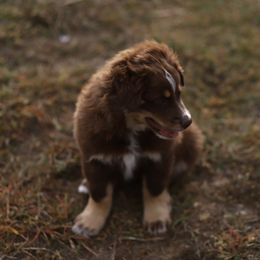 Miniature Australian Shepherd Puppies from Rocking AW Aussies