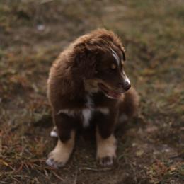 Miniature Australian Shepherd Puppies from Rocking AW Aussies