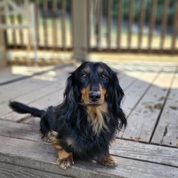 Kash - Dachshund