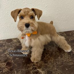Sunny - Wheaten male Miniature Schnauzer puppy in San Antonio, Texas from Texas Blessed Schnauzers