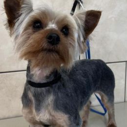 Yorkshire Terriers from Dripping Springs