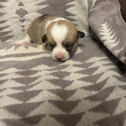 Cinder Tail Intact - Red female Pembroke Welsh Corgi puppy in Maupin, Oregon from Bailey Nannini