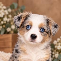 Fawn - Blue merle female Miniature Australian Shepherd puppy in Oroville, California from Diamond Arrow Aussies